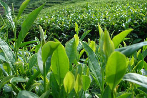 茶叶提货系统，茶礼品提货系统