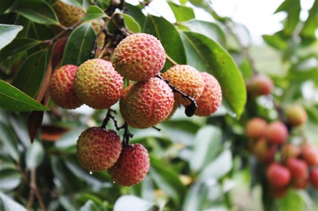 水果提货系统，荔枝提货系统