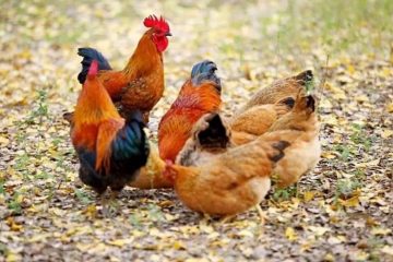 家禽提货系统，土鸡土鸭提货系统